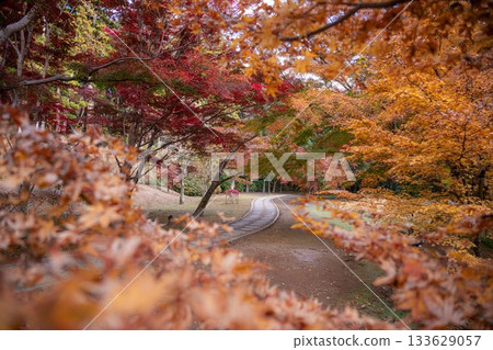 茨城縣水戶市喜樂園紅葉谷的秋葉 133629057