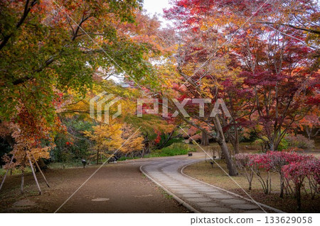 茨城縣水戶市喜樂園紅葉谷的秋葉 133629058
