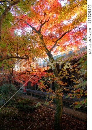 茨城縣築西市最勝寺的紅葉 茨城縣築西市最勝寺的紅葉 133629103