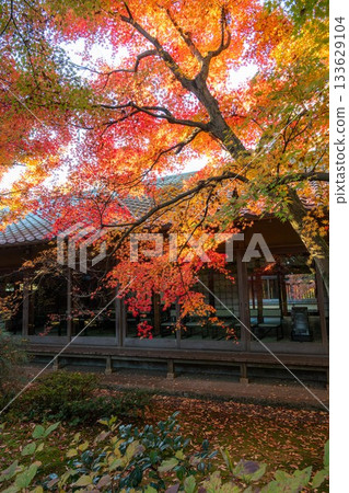 茨城縣築西市最勝寺的紅葉 133629104