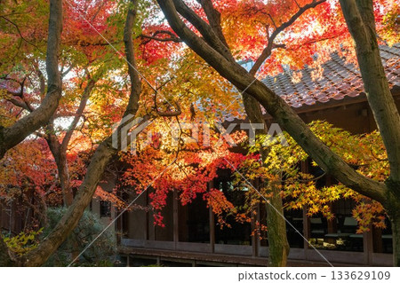 茨城縣築西市最勝寺的紅葉 133629109