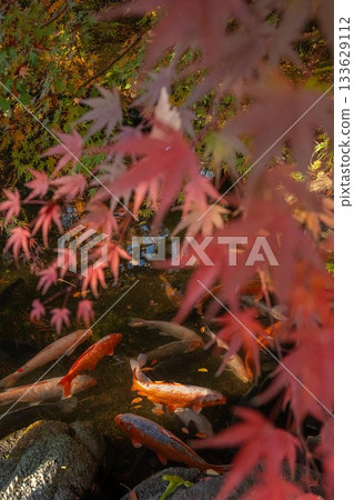 茨城縣築西市最勝寺的紅葉 133629112