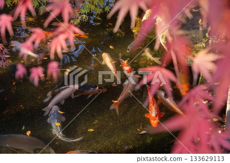 Chikusei City, Ibaraki Prefecture Autumn leaves at Saisho-ji Temple 133629113