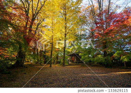 Chikusei City, Ibaraki Prefecture Autumn leaves at Saisho-ji Temple 133629115