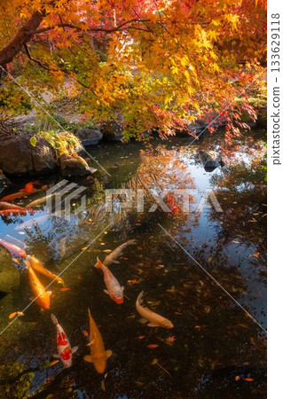 茨城縣築西市最勝寺的紅葉 133629118