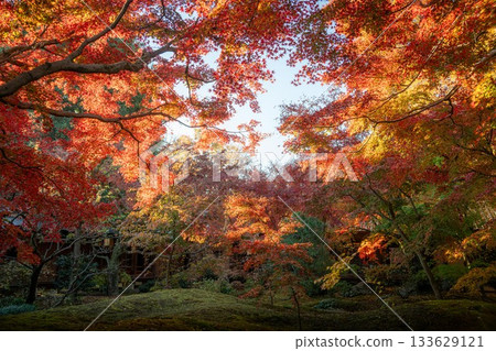 茨城縣築西市最勝寺的紅葉 133629121
