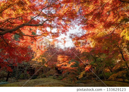 Chikusei City, Ibaraki Prefecture Autumn leaves at Saisho-ji Temple Chikusei City, Ibaraki Prefecture Autumn leaves at Saisho-ji Temple 133629123