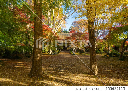 Chikusei City, Ibaraki Prefecture Autumn leaves at Saisho-ji Temple Chikusei City, Ibaraki Prefecture Autumn leaves at Saisho-ji Temple 133629125