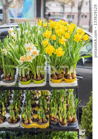 Sale of potted yellow and white daffodils stand in rows at an outdoor market, showing fresh spring growth. Spring blooming plants in pots. Concept of gardening, springtime, nature, floristry 133629129