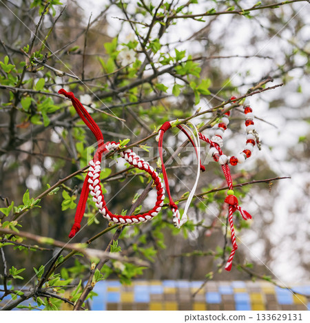 Red and white handmade Martenitsa bracelets hang on budding tree branches. Symbolic charm for health, happiness, cultural tradition Red and white handmade Martenitsa bracelets hang on budding tree branches. Symbolic charm for health, happiness, cultural tradition 133629131