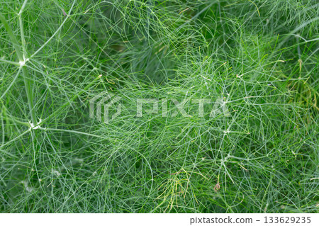 Green leaves of fennel or dill or Foeniculum in the garden. Fennel fruits and essential oil are used in cooking as a spicy seasoning. Green fennel leaves are added to salads. 133629235