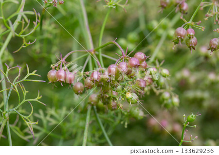 The fruits of the medicinal plant Pimpinella Anisum in the garden on a branch, selective focus. The fruits of the medicinal plant Pimpinella Anisum in the garden on a branch, selective focus. 133629236