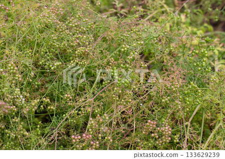 The fruits of the medicinal plant Pimpinella Anisum in the garden on a branch, selective focus. 133629239