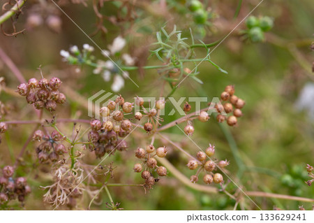 The fruits of the medicinal plant Pimpinella Anisum in the garden on a branch, selective focus. The fruits of the medicinal plant Pimpinella Anisum in the garden on a branch, selective focus. 133629241