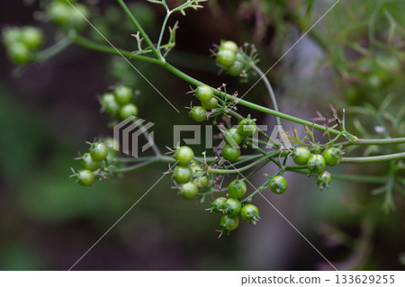 The fruits of the medicinal plant Pimpinella Anisum in the garden on a branch, selective focus. 133629255