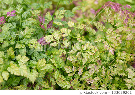 Chervil (Anthriscus cerefolium), beautifully growing chervil in spring time. Background made of colorful leaves of a medicinal plant. Green foliage. Close up view. 133629261