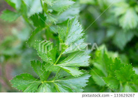 Young green celery plant pattern. Celery plant background texture. Young green celery plant pattern. Celery plant background texture. 133629267