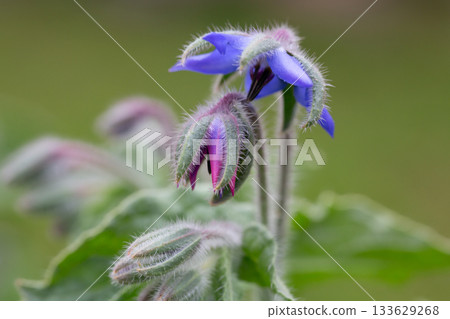 The purpose and pink flowers of Borago officinalis 133629268