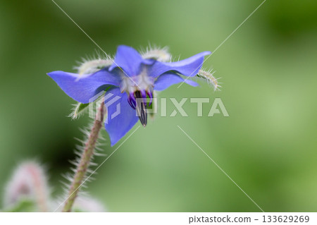 The purpose and pink flowers of Borago officinalis 133629269