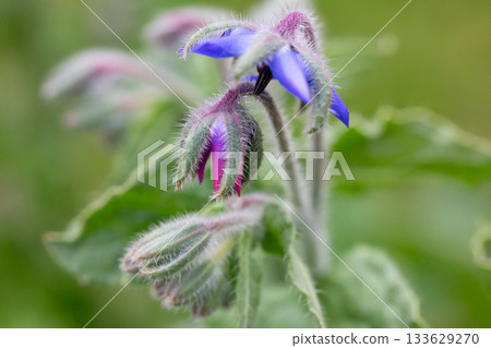 The purpose and pink flowers of Borago officinalis 133629270