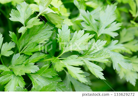 Bright shining green leaves of garden flat-leaf parsley (Petroselinum sativum) in sunlight, growing in organic (bio) private garden in summer. Close up. 133629272