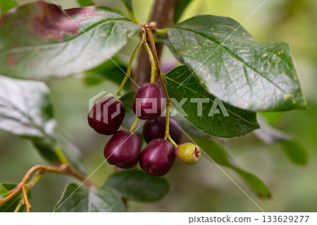Dark-fruited cotoneaster (Cotoneaster melanocarpus) with ripe pomes 133629277
