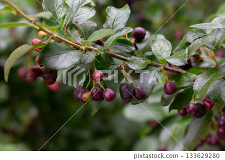 Dark-fruited cotoneaster (Cotoneaster melanocarpus) with ripe pomes 133629280