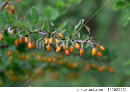red berries of berberis vulgaris bush at autumn in the garden red berries of berberis vulgaris bush at autumn in the garden 133629281