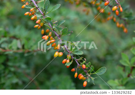 red berries of berberis vulgaris bush at autumn in the garden red berries of berberis vulgaris bush at autumn in the garden 133629282