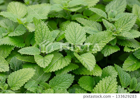 Green leaves of lemon balm melissa officinalis plant in the mint family. Close-up of young leaves of a medicinal plant in a garden. Green leaves of lemon balm melissa officinalis plant in the mint family. Close-up of young leaves of a medicinal plant in a garden. 133629283