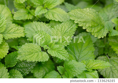 Green leaves of lemon balm melissa officinalis plant in the mint family. Close-up of young leaves of a medicinal plant in a garden. 133629285