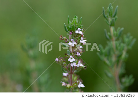 Thymus vulgaris or common thyme. Flowering thyme in the wild. Thymus vulgaris or common thyme. Flowering thyme in the wild. 133629286