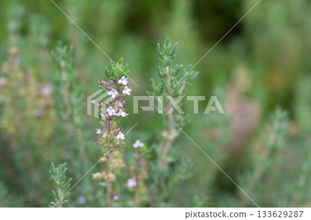 Thymus vulgaris or common thyme. Flowering thyme in the wild. 133629287