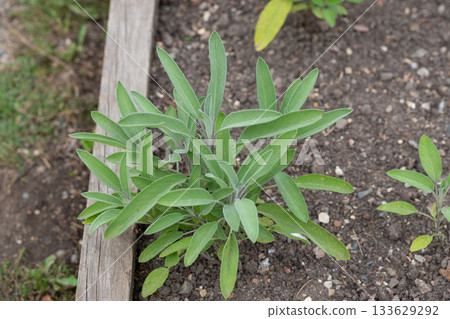 Green leaves of Salvia officinalis. the common sage. a perennial, evergreen subshrub. Young green leaves of a medicinal plant in the garden. 133629292