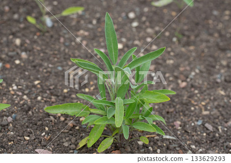 Green leaves of Salvia officinalis. the common sage. a perennial, evergreen subshrub. Young green leaves of a medicinal plant in the garden. 133629293