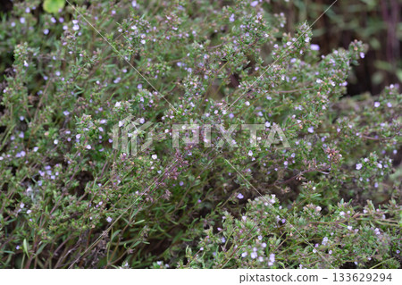 Close-up of the textured background of summer spicy herbaceous plants (satureja hortensis) growing in the garden. 133629294