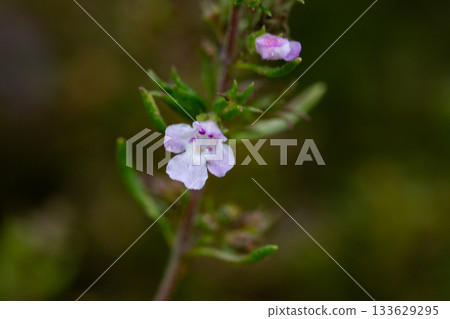 Close-up of the textured background of summer spicy herbaceous plants (satureja hortensis) growing in the garden. 133629295