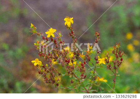 Yellow flowers of common or perforate St John's wort. Close-up of flowering Hypericum perforatum, a medicinal plant growing in the garden. Yellow flowers of common or perforate St John's wort. Close-up of flowering Hypericum perforatum, a medicinal plant growing in the garden. 133629298