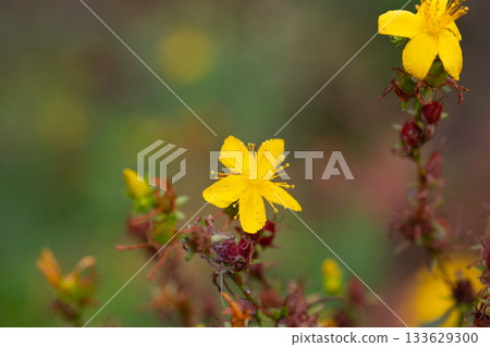 Yellow flowers of common or perforate St John's wort. Close-up of flowering Hypericum perforatum, a medicinal plant growing in the garden. 133629300