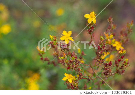 Yellow flowers of common or perforate St John's wort. Close-up of flowering Hypericum perforatum, a medicinal plant growing in the garden. 133629301