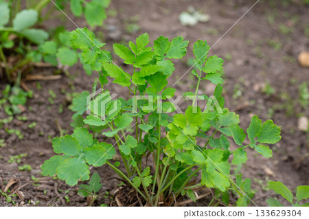 Chelidonium majus, the great celandine, is a medicinal plant that grows in the garden. Young green celandine leaves. Chelidonium majus, the great celandine, is a medicinal plant that grows in the garden. Young green celandine leaves. 133629304