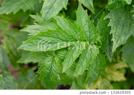 Valeriana officinalis, valerian, new plants at spring. Young green leaves of a medicinal plant 133629305