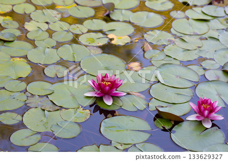 Charming scene of a tranquil pond adorned with a variety of pink water lilies. Charming scene of a tranquil pond adorned with a variety of pink water lilies. 133629327