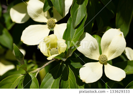 Cornus Capitata tree aka the evergreen dogwood and himalayan strawberry tree. Large white flowers on a tree in the garden. 133629333