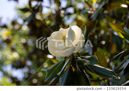 Magnolia grandiflora (Southern magnolia) flowers. The fragrant flowers bloom in summer, and the contrast between the white flowers and the deep green leaves is very beautiful 133629354