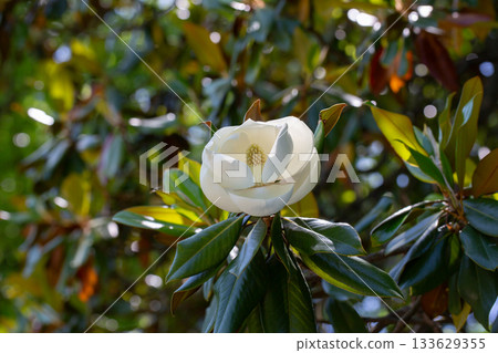 Magnolia grandiflora (Southern magnolia) flowers. The fragrant flowers bloom in summer, and the contrast between the white flowers and the deep green leaves is very beautiful 133629355