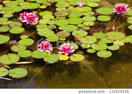 Charming scene of a tranquil pond adorned with a variety of pink water lilies. Charming scene of a tranquil pond adorned with a variety of pink water lilies. 133629356