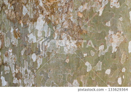 Detailed close-up of plane tree bark showcasing a variety of natural textures and earthy colors. Highlights the intricate patterns formed by peeling and layered bark surfaces. Detailed close-up of plane tree bark showcasing a variety of natural textures and earthy colors. Highlights the intricate patterns formed by peeling and layered bark surfaces. 133629364