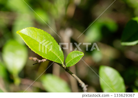 The tea plant (Camellia sinensis) belongs to the order Theales, family Theaceae. Tea is a herbaceous plant that has green leaves and the tops of the leaves are used to make tea. The tea plant (Camellia sinensis) belongs to the order Theales, family Theaceae. Tea is a herbaceous plant that has green leaves and the tops of the leaves are used to make tea. 133629367