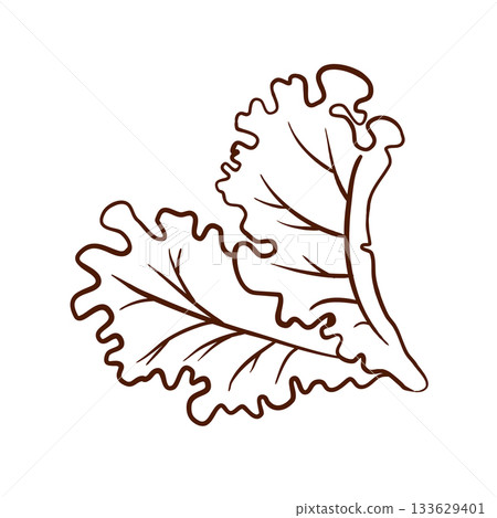 Two lettuce leaves. Vector illustration in a line art style. Clean brown lines, wavy edges, and pronounced veins are isolated on a white background. Suitable for menus, packaging, logos, fast food 133629401